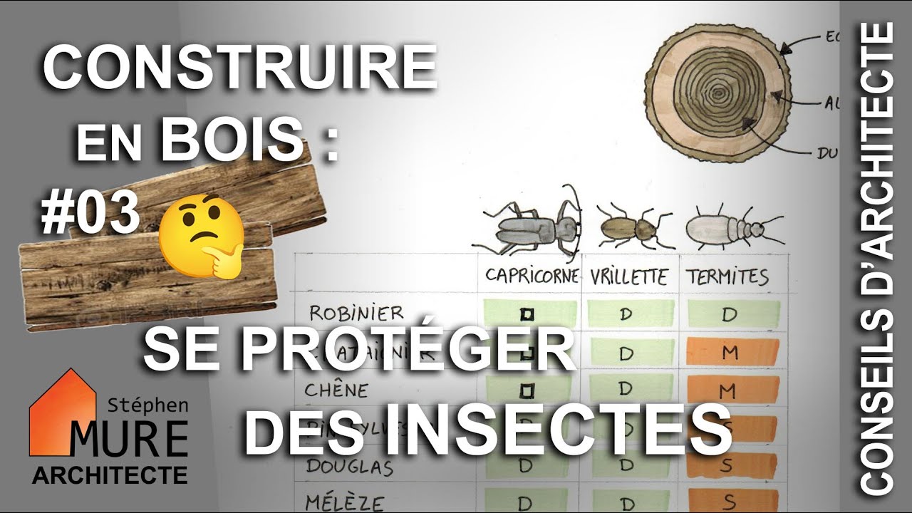 Capricorne, Vrillette, Termites : protéger le bois des insectes [les classes de durabilité]
