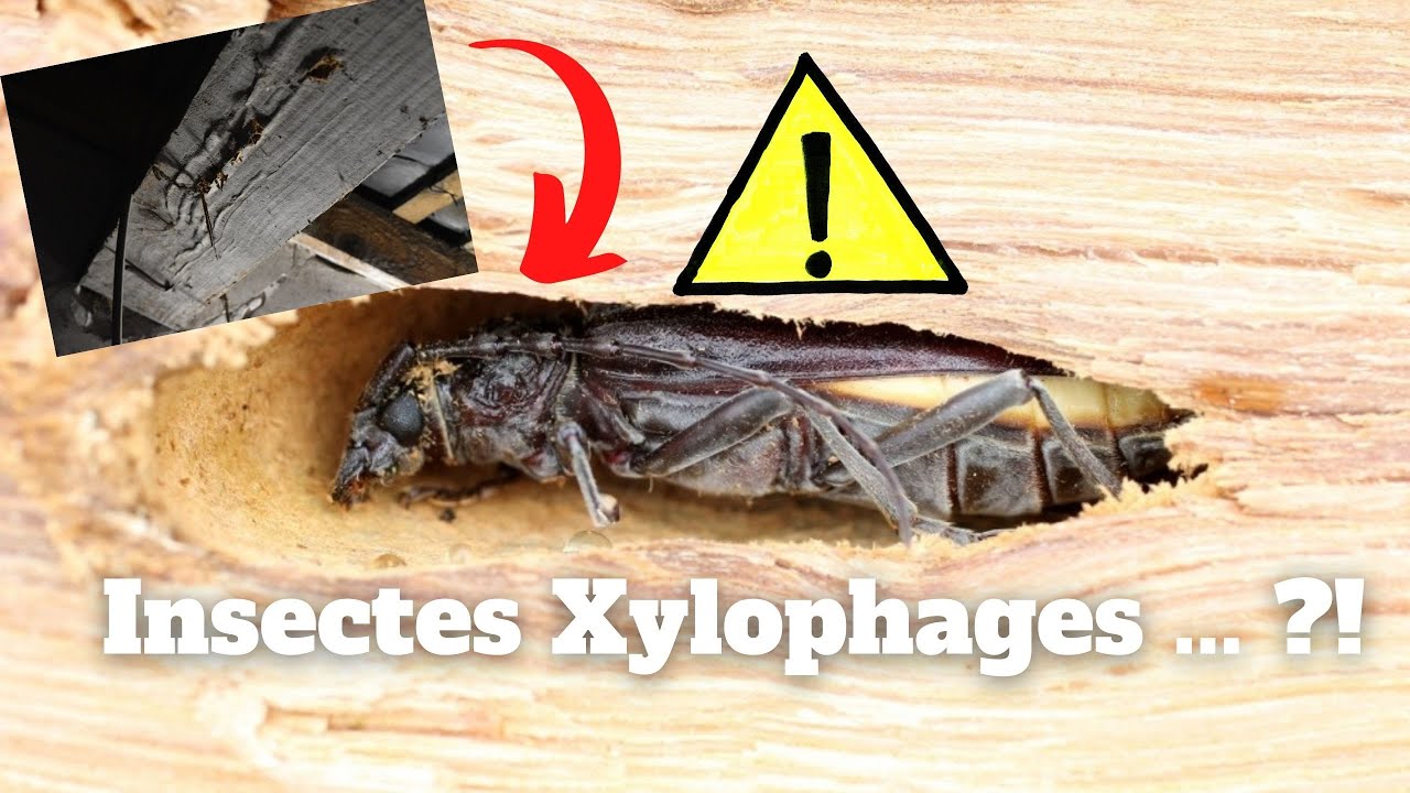 Traitement de charpente contre des Insectes Xylophages sur Blois !