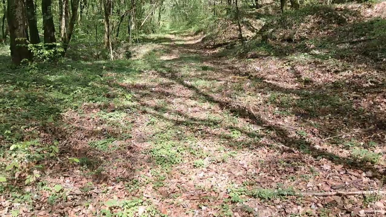 Lignes allemandes, secteur bois des Caures, au niveau du bois sous la fosse à terre, la Vau Hordel. 