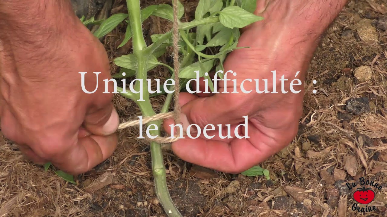 tuteurage tomate
