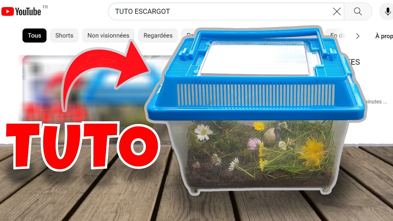 Votre BOITE VIVARIUM en MOINS de 2 MINUTES ...