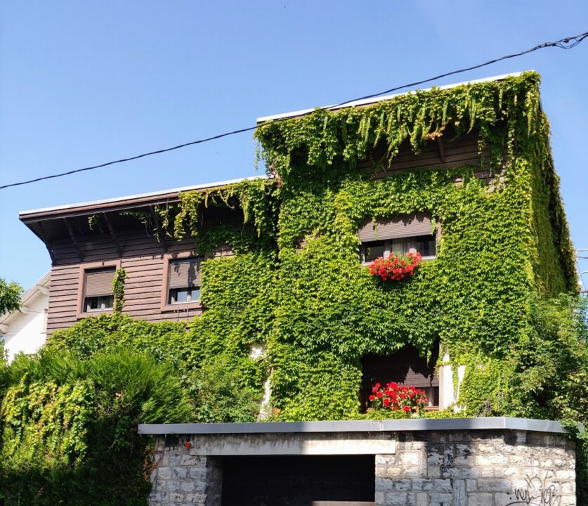 Jardin vertical en appartement : installation et plantes adaptée