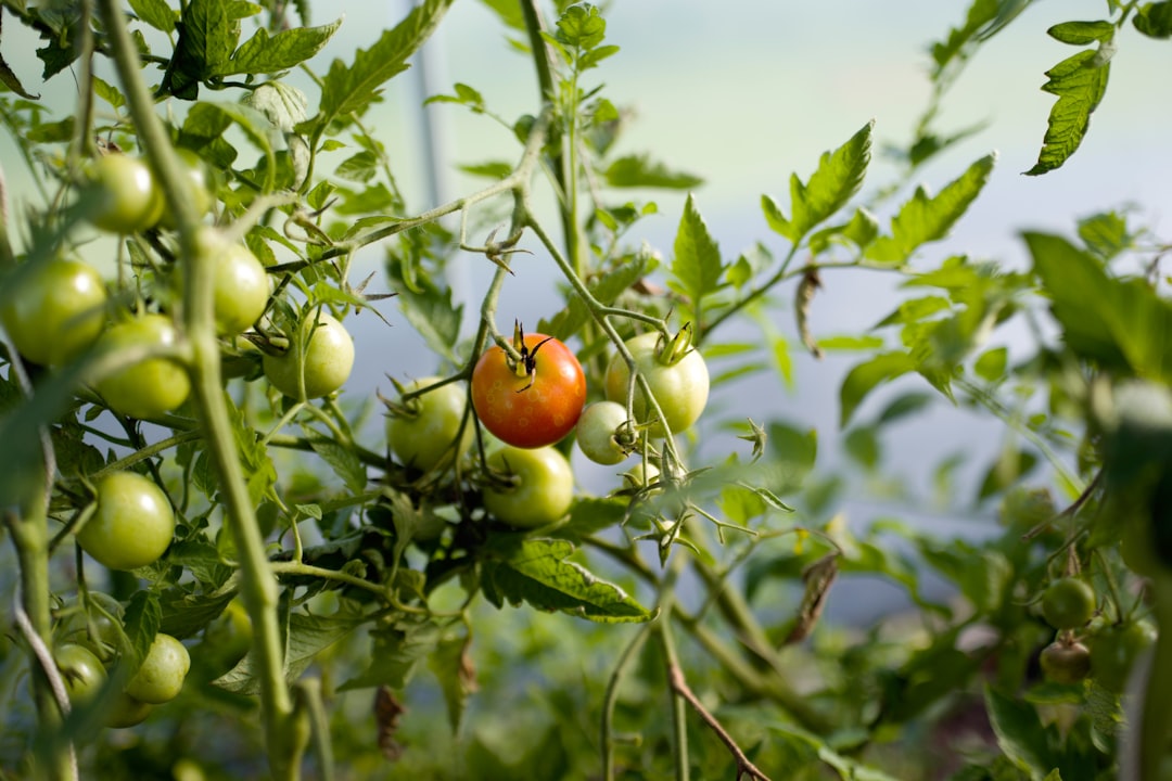 Tuteurs et palissades pour tomates : techniques de fixation