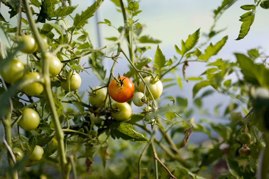 Tuteurs et palissades pour tomates : techniques de fixation