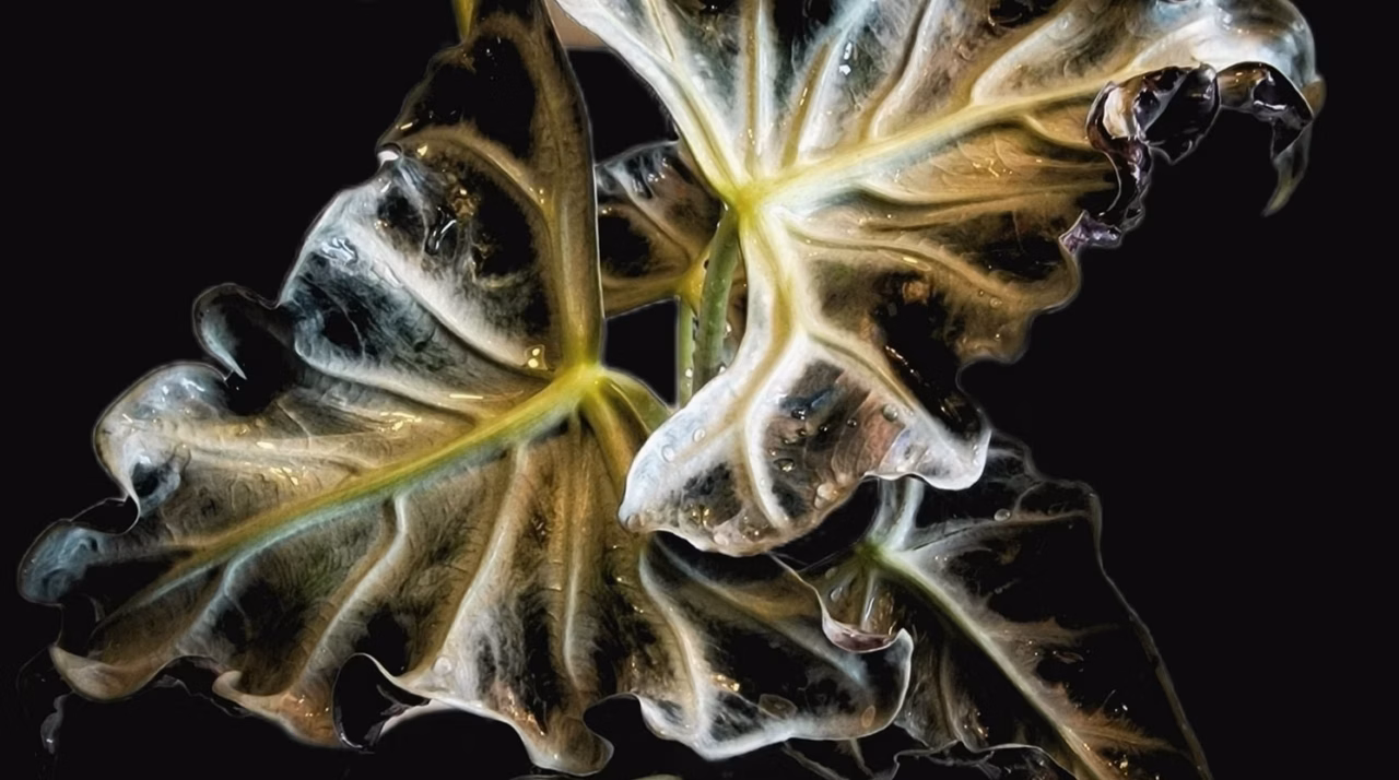 Broméliacées : tout savoir sur cette plante étonnante
